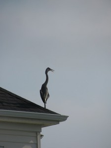 Heron on the Housetop