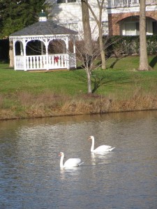 Swans2