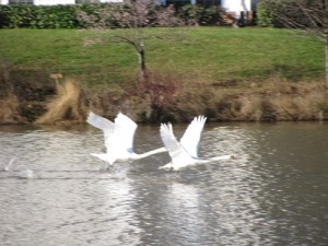 Swans4