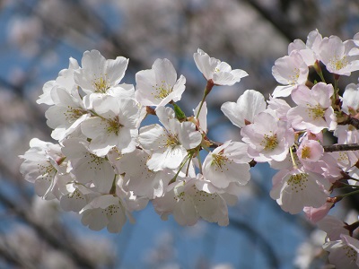 Blossoms1