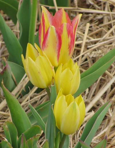Tulips12