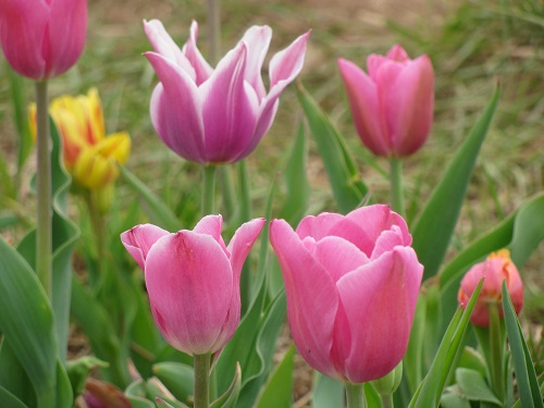 Tulips14