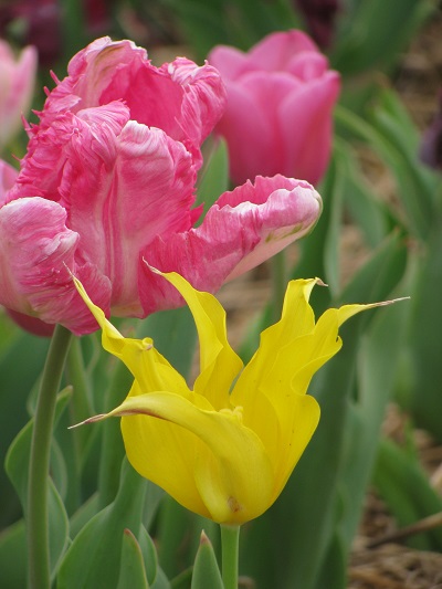 Tulips16