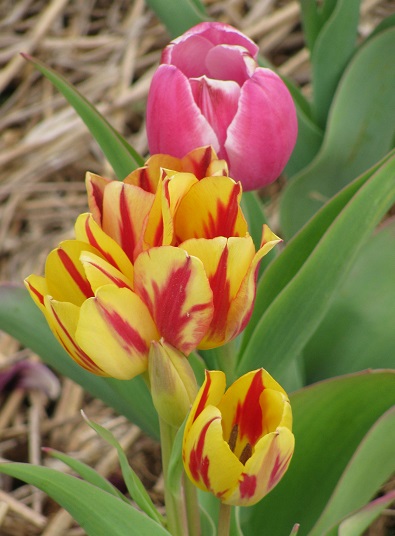 Tulips17