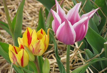 Tulips18