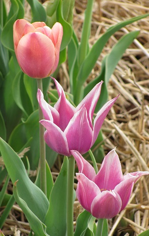 Tulips19