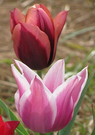 Tulips20