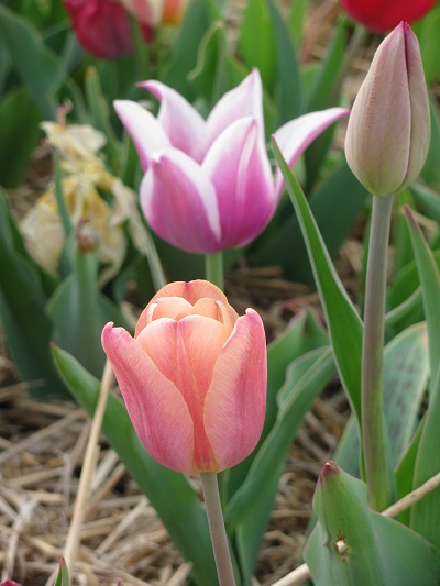 Tulips23
