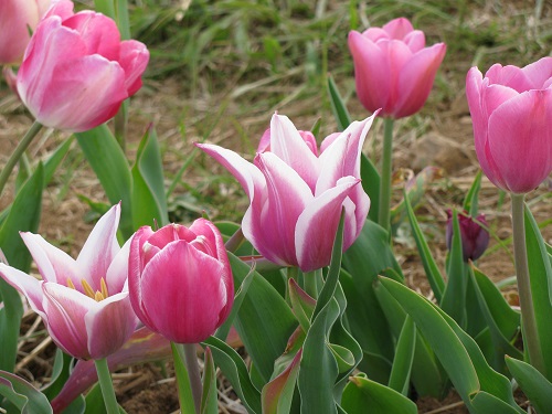 Tulips24