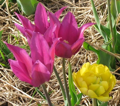 Tulips27