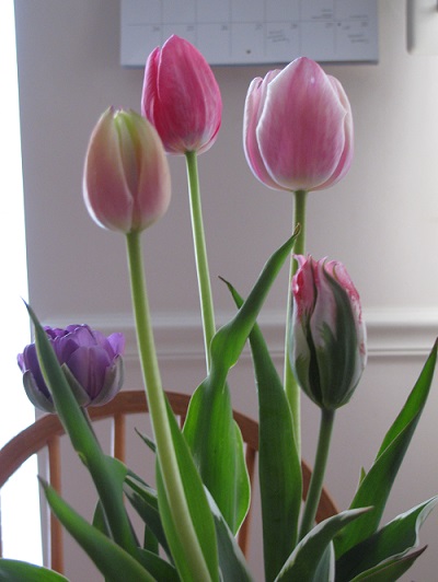 Tulips31
