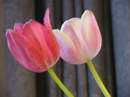 Tulips32