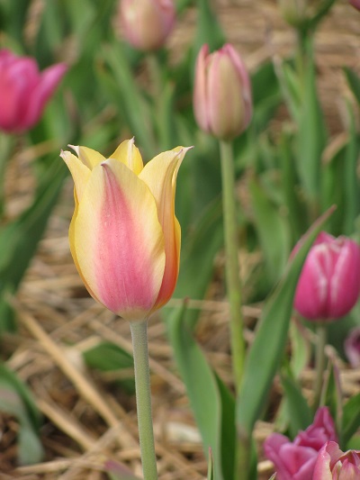 Tulips4