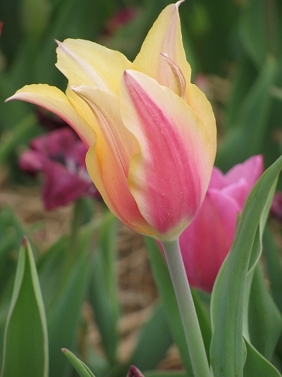 Tulips8