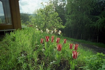 2000_04 3 Tulips