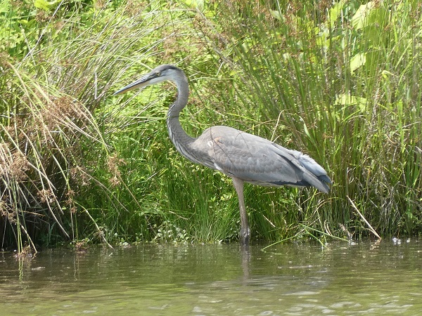 Great blue heron posing in shallow water of a lake with grass behind it