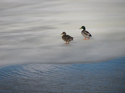 01_29-1-ducks