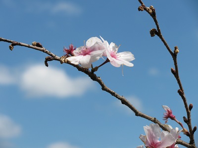 04_02-1-blossoms
