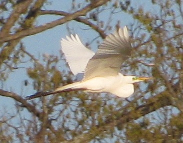 04_16-6-egret-flying
