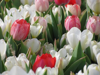 04_22-47-white-and-red-tulips